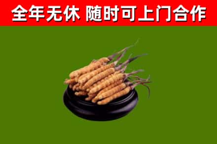 振安回收冬虫夏草